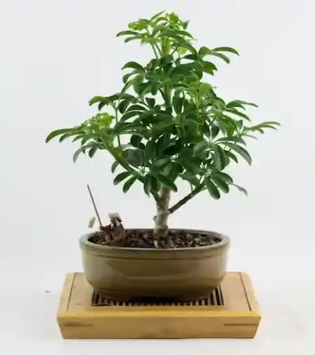 Bonsai Mini De Schefflera