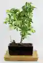 Bonsai Mini De Schefflera