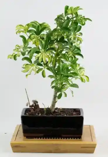 Bonsai Mini De Schefflera