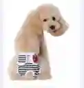 Panty Cucos Para El Celo Talla S