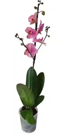 Orquídea Phalaenopsis