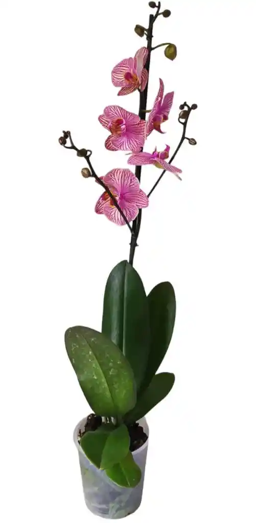 Orquidea Phalaenopsis