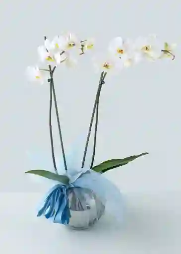 Planta Orquidea Dos Tallos