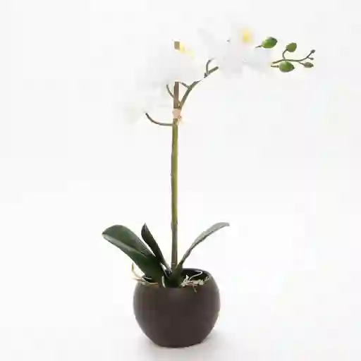 Planta Natural Orquidea Un Tallo
