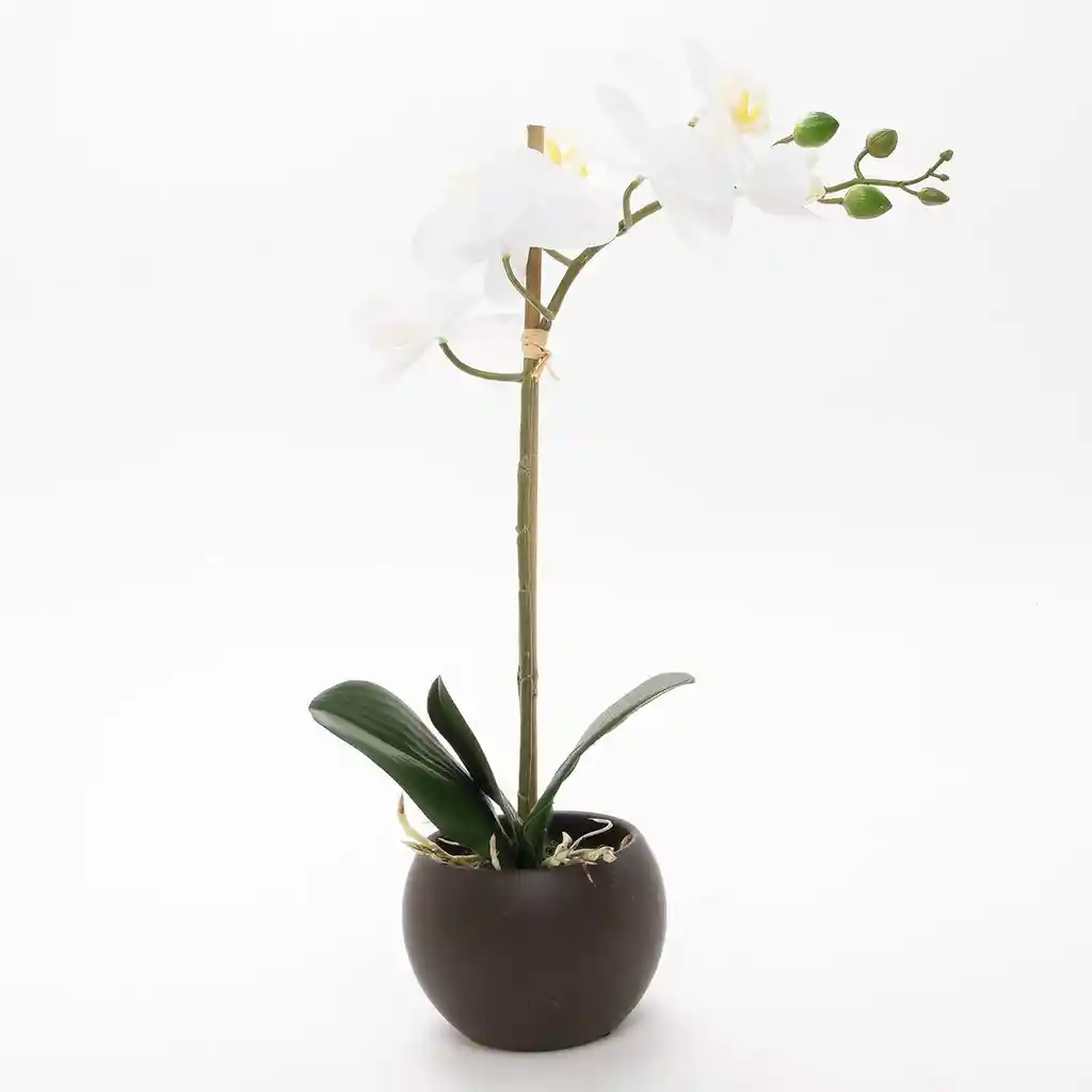 Planta Natural Orquidea Un Tallo