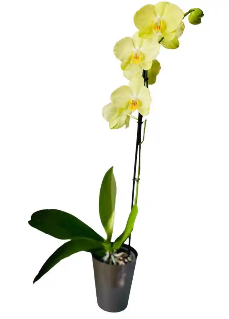 Orquidea Phalaenopsis