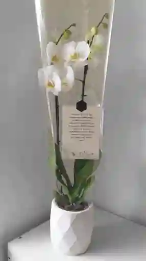 Orquidea Phalaenopsis Plus Con Base Concreto