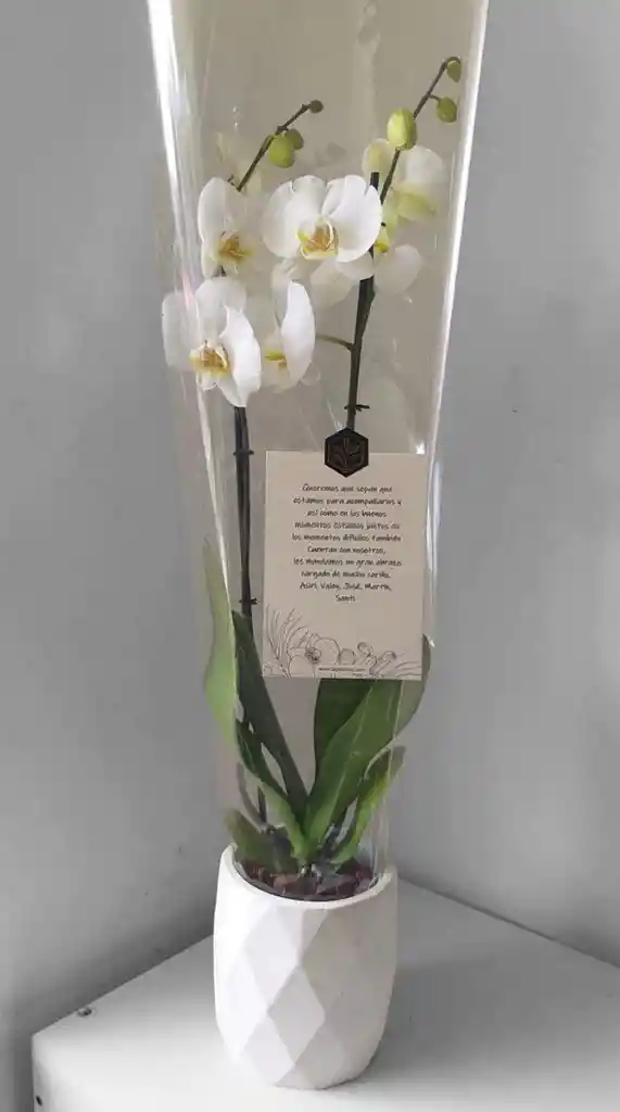 Orquidea Phalaenopsis Plus Con Base Concreto