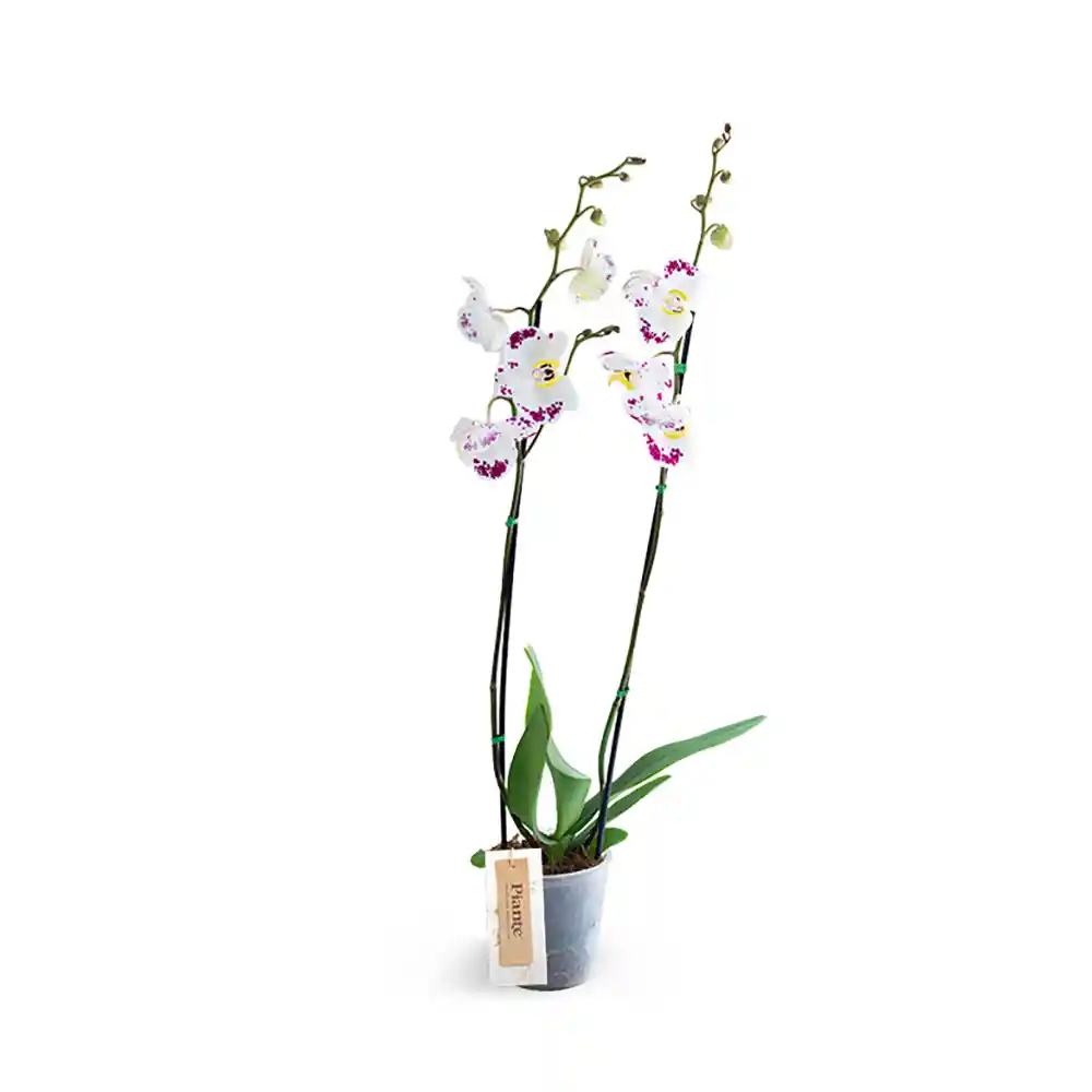 Orquídea Piante Supreme Bellicose Blanche En Matera De Cultivo