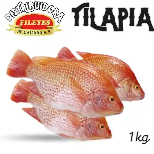 Tilapia