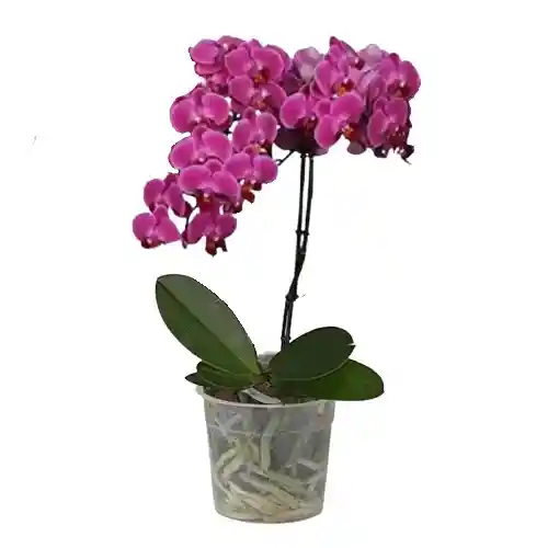 Orquidea Medium Morada 1 Vara Multiflora