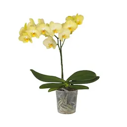 Orquidea 1 Vara Amarilla