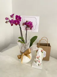 Kit Navideño - Orquideas Mini Virgen 14 Cms