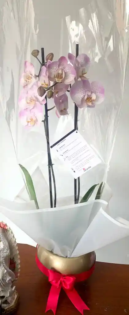 Orquídea Rosada Con Pecas