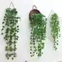 Enredadera 95 Cms Hoja Mata Verde 9 Ramas