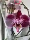 Orquídea En Tonos Morados