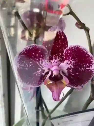 Orquídea En Tonos Morados