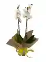 Orquidea Lumion