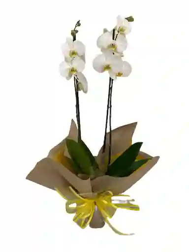 Orquidea Lumion