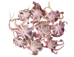 Pulpo Baby 1 Kg