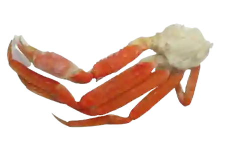 Muelas Snow Crab