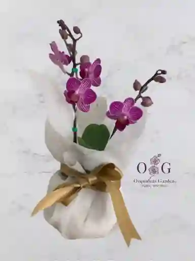 Orquideas Minis 2 Varitas