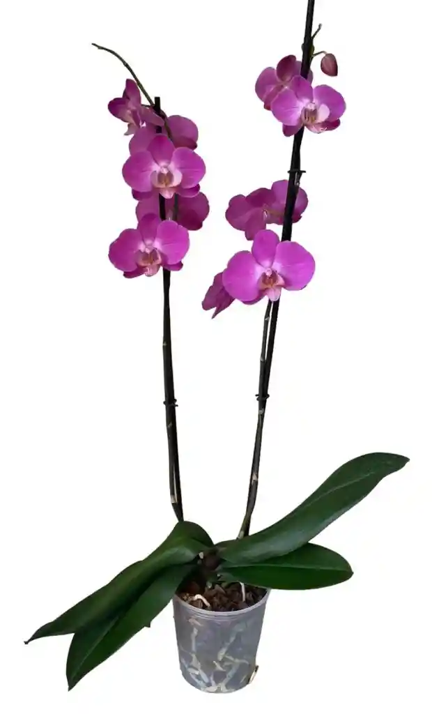 Orquidea Phalaepnopsis