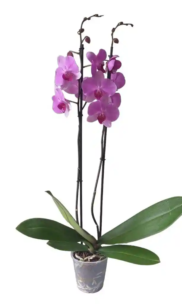 Orquidea Phalaenopsis Plus