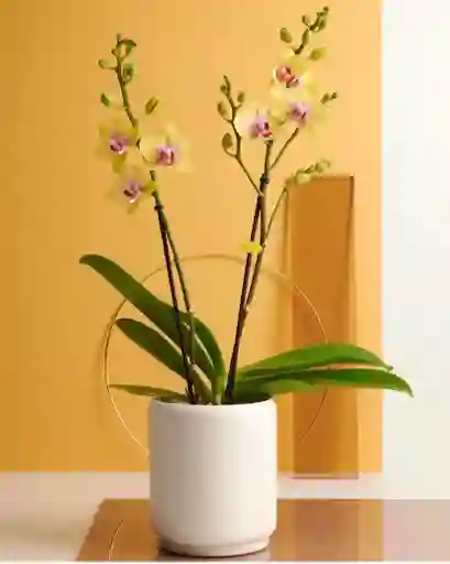 Orquideas Amarillas Base Ceramica