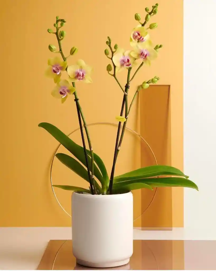 Orquideas Amarillas Base Ceramica