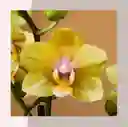 Orquideas Amarillas Base Ceramica