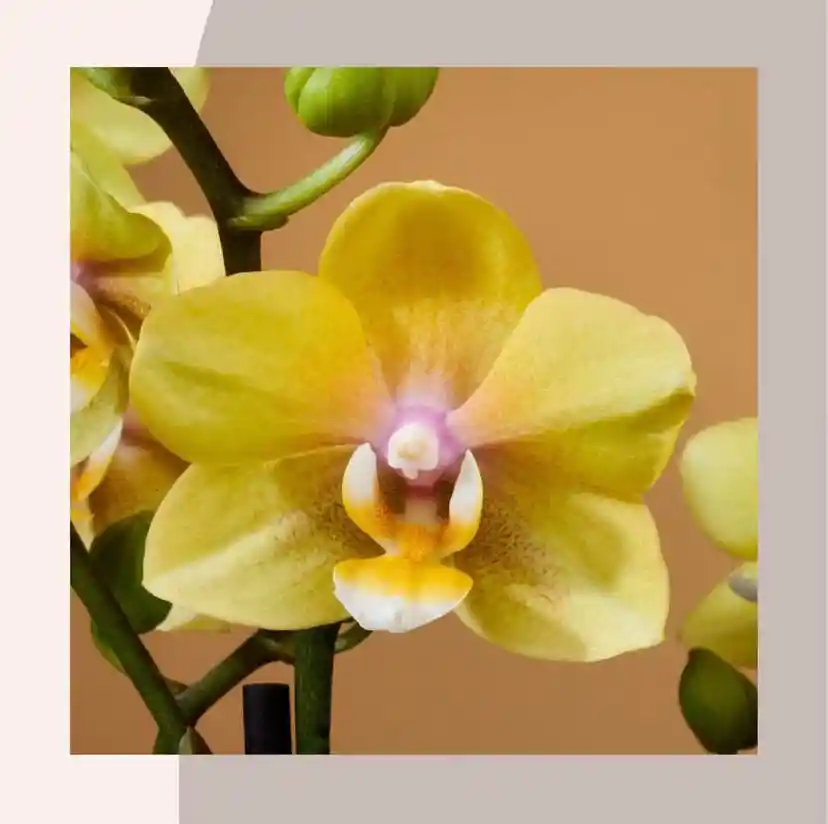 Orquideas Amarillas Base Ceramica