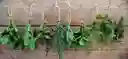 Manojo De Aromaticas Variadas Recien Cortadas De La Huerta
