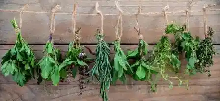 Manojo De Aromaticas Variadas Recien Cortadas De La Huerta