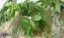 Manojo De Aromaticas Variadas Recien Cortadas De La Huerta