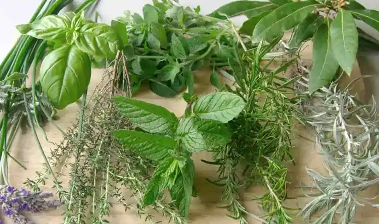 Manojo De Aromaticas Variadas Recien Cortadas De La Huerta