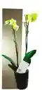 Orquidea De 2 Varas En Matera De Ceramica Oferta Promocion Amor Y Amistad