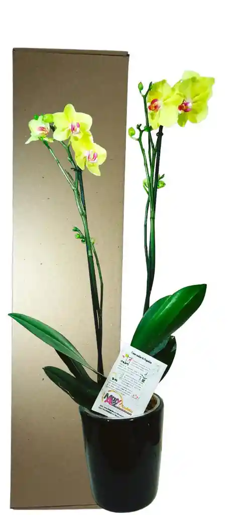 Orquidea De 2 Varas En Matera De Ceramica Oferta Promocion Amor Y Amistad