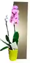 Orquidea De 2 Varas En Matera De Ceramica Oferta Promocion Amor Y Amistad