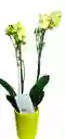 Orquidea De 2 Varas En Matera De Ceramica Oferta Promocion Amor Y Amistad