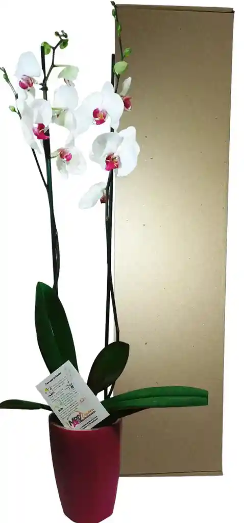 Orquidea De 2 Varas En Matera Plastica Decorativa Oferta Amor Y Amistad