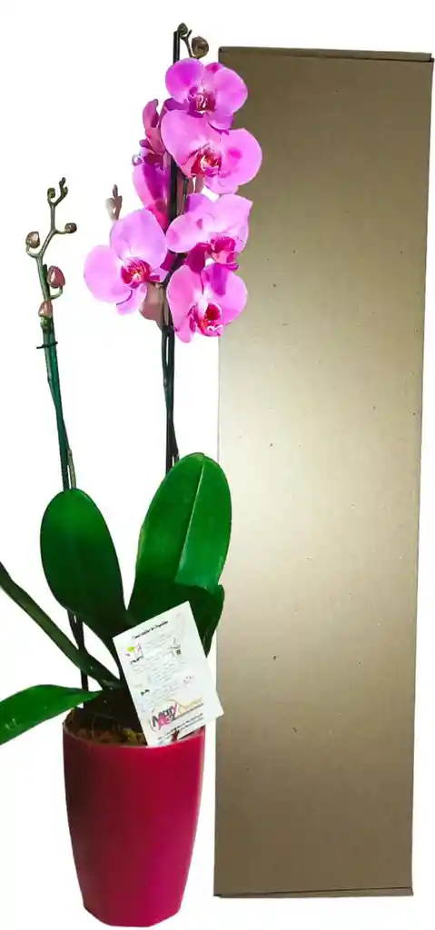 Orquidea De 2 Varas En Matera Plastica Decorativa Oferta Amor Y Amistad