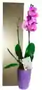 Orquidea De 2 Varas En Matera Plastica Decorativa Oferta Amor Y Amistad