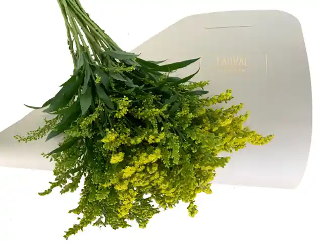 Ramo De Solidago