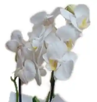 Mini Orquidea Blanca