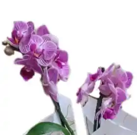 Mini Orquidea Morada