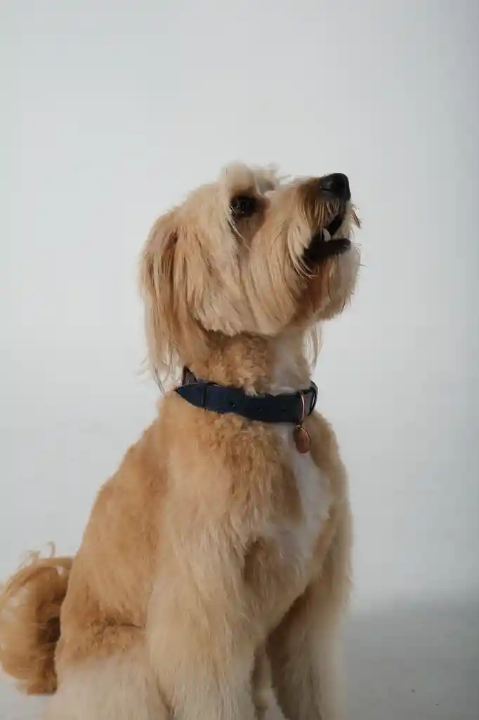 Collar Cuero Navy Y Cafe Talla Xs