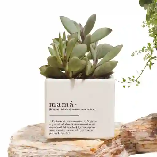 Mamá X Ana Listas Con Suculenta