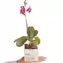 Mamá X Ana Listas Con Orquídea Baby (matera Blanca)
