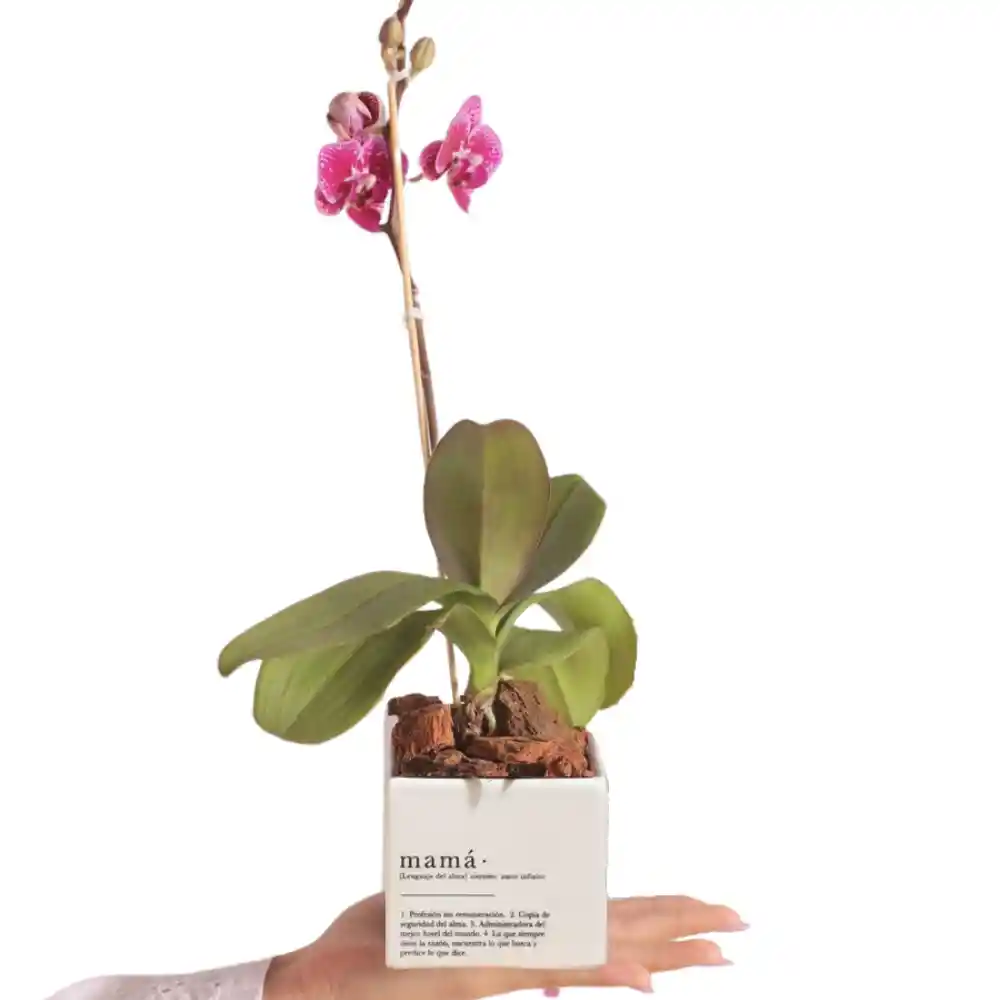 Mamá X Ana Listas Con Orquídea Baby (matera Blanca)